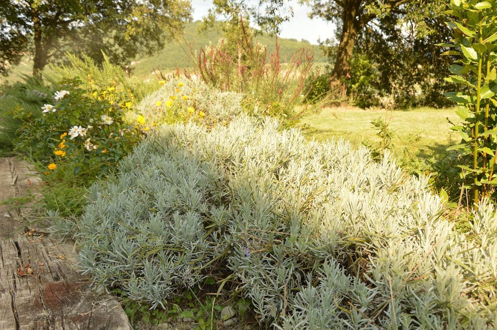 Agriturismo Riparossa Allerona Екстер'єр фото